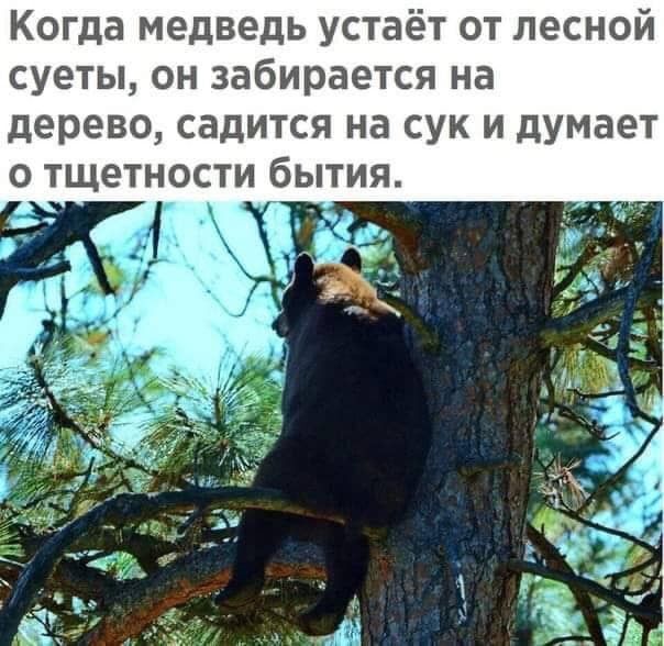 Когда медведь устаёт от лесной суеты он забирается на дерево садится на сук и думает о тщетности бытия _ч