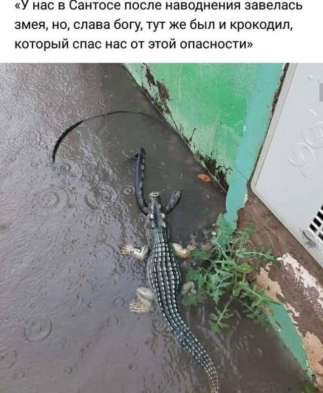 нас в антосе после наводнения завелась змея но слава богу тут же был и крокодил который спас нас от той опасности