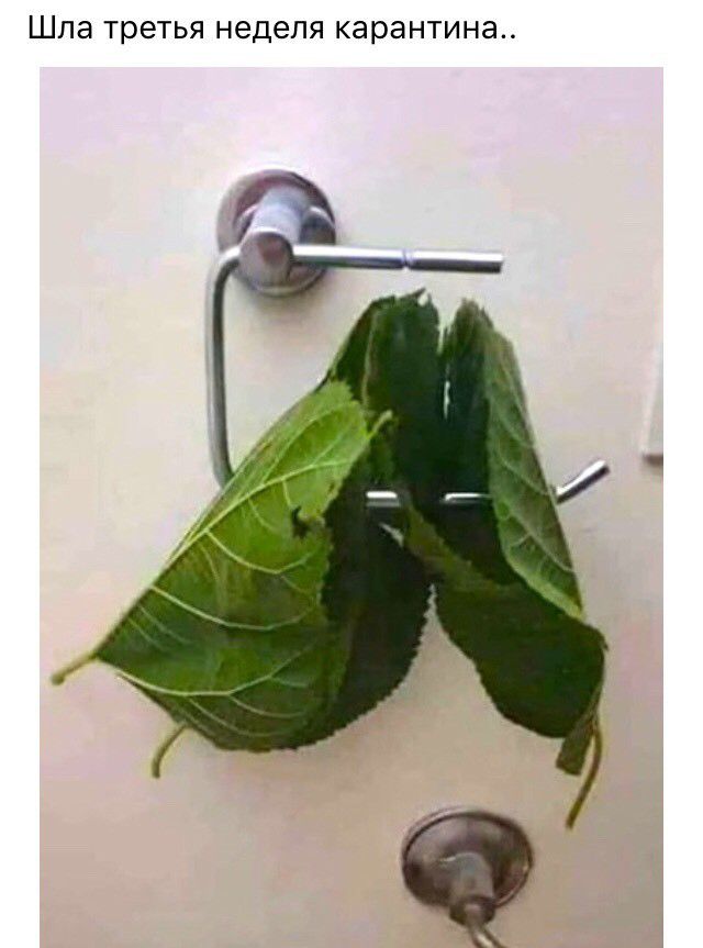 ШПд ТРЕТЬЯ неделя карантина