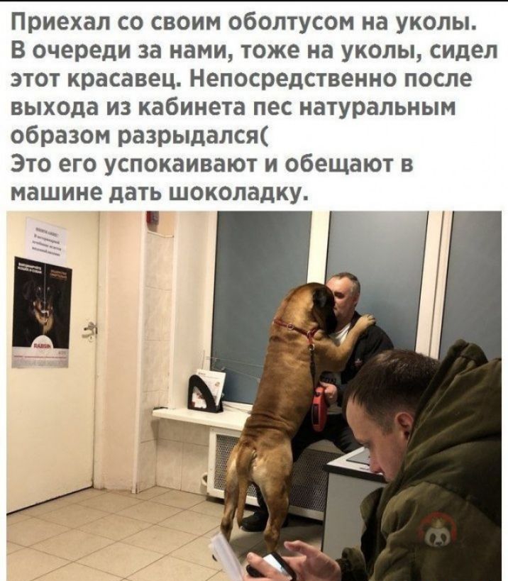 Приехал со своим оболтусом на уколы В очереди за нами тоже на уколы сидел этот красавец Непосредственно после выхода из кабинета пес натуральным образом разрыдался Это его успокаивают и обещают в машине дать шоколадку