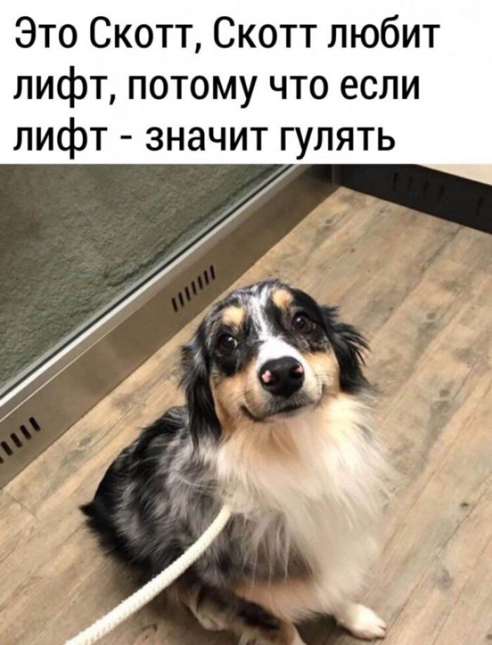 Это Скотт Скотт любит лифт потому что если лифт значит гулять