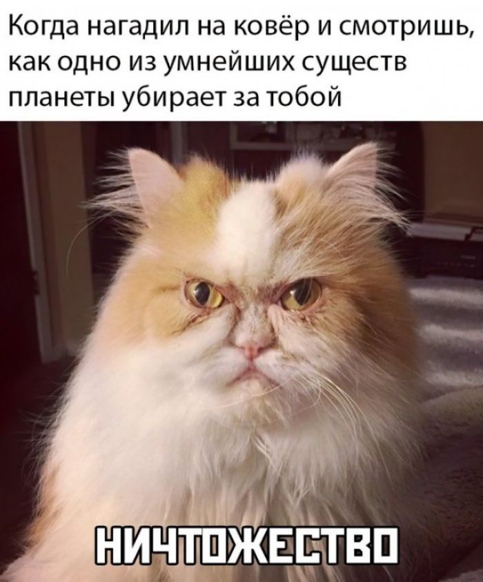 Когда нагадил на ковёр и смотришь как одно из умнейших существ планеты убирает за тобой ничдЖвЁтвп