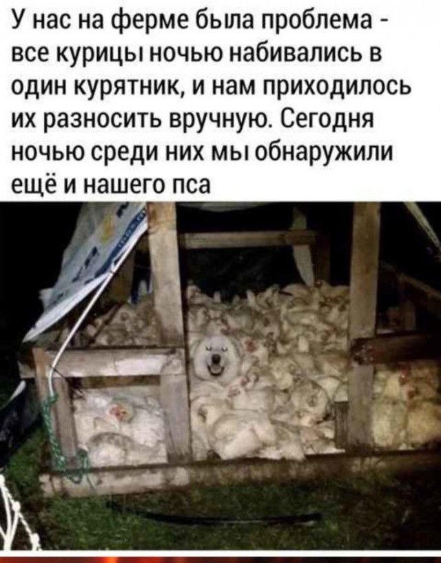 У нас на ферме была проблема все курицы ночью набивались в один курятник и нам приходилось их разносить вручную Сегодня ночью среди них мы обнаружили ещё и нашего пса
