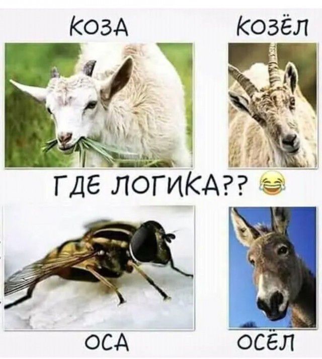 логи