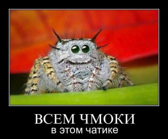ВСЕМ ЧМОКИ В ЭТОМ ЧЗТИКЭ