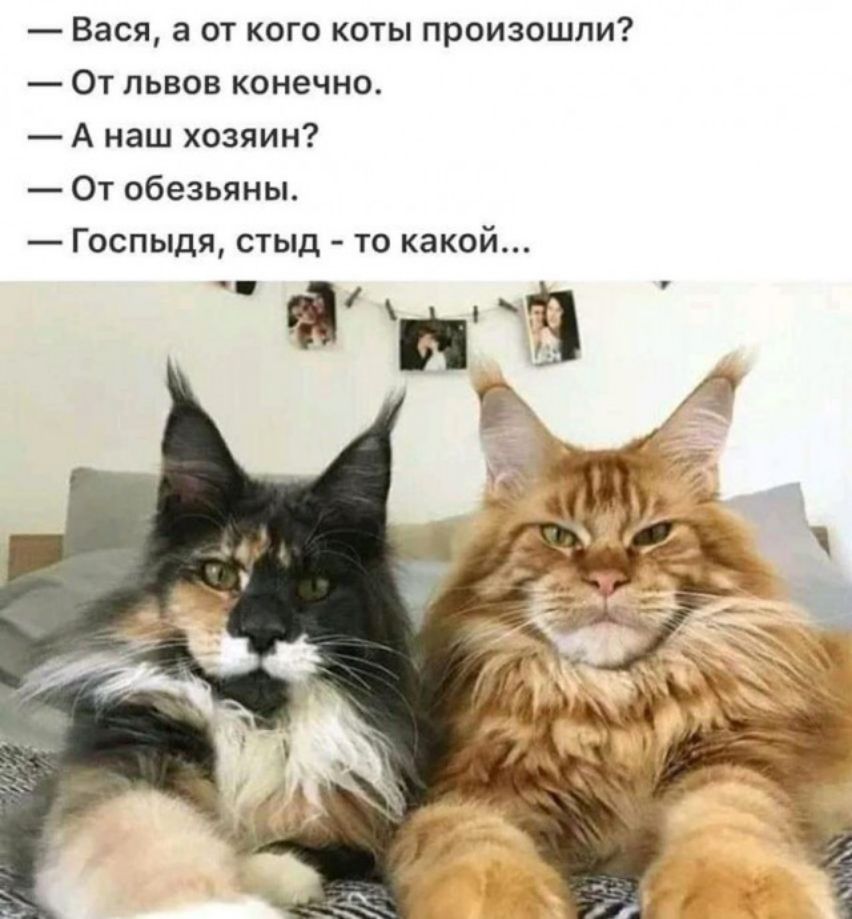Вася а от кого коты произошли От львов конечно А наш хозяин От обезьяны Госпыдя стыд то какой