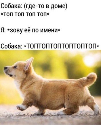 Собака где то в доме топ топ топ топ Я зову её по имени Собака тттоптоптоптоптот