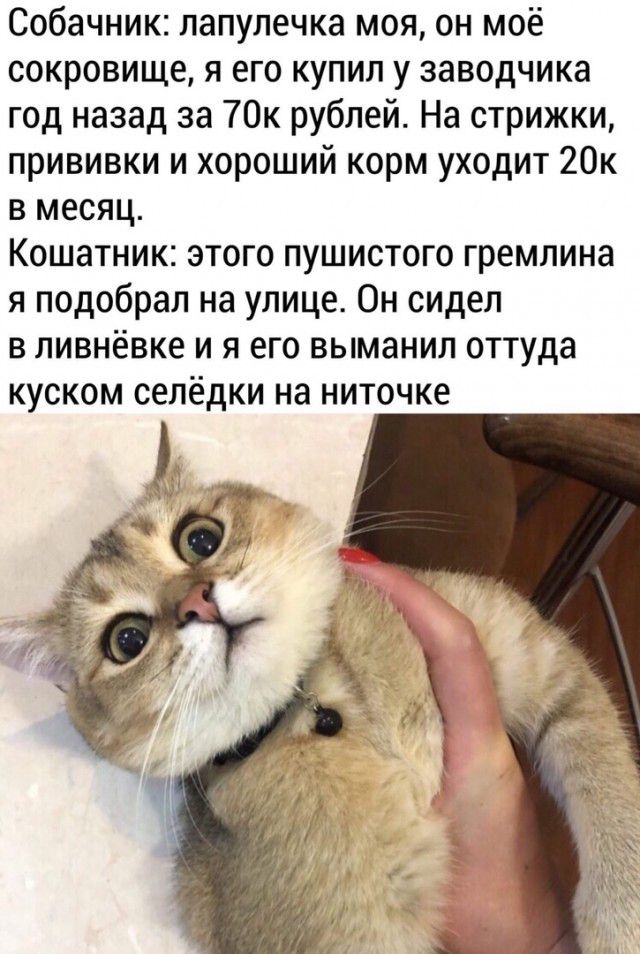Собачник лапулечка моя он моё сокровище я его купил у заводчика год назад за 70к рублей На стрижки прививки и хороший корм уходит 20к в месяц Кошатник этого пушистого гремлина я подобрал на улице Он сидел в ливнёвке и я его выманил оттуда куском селёдки на ниточке
