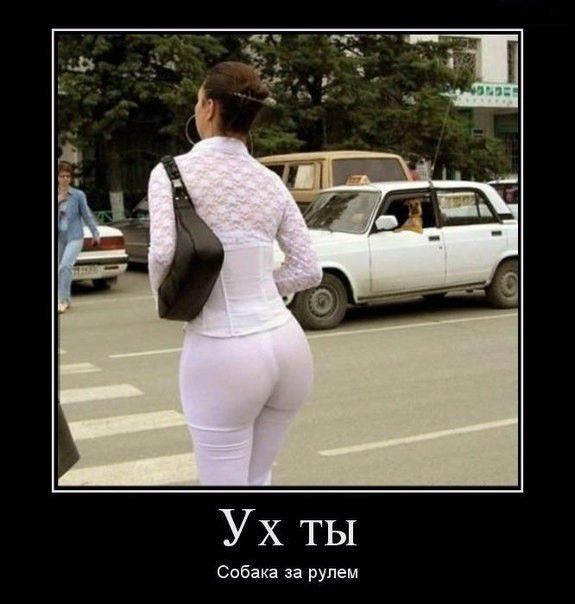 Ух ТЫ Собака за рулем