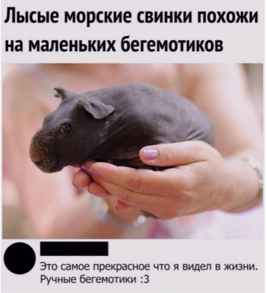 Лысые МОРСКИЕ СВИНКИ ПОХОЖИ на маленьких бЕГЕМОТИКОВ ЭТО самое прекрасное ЧТО Я видел В ЖИЗНИ Ручные бегемотики 3