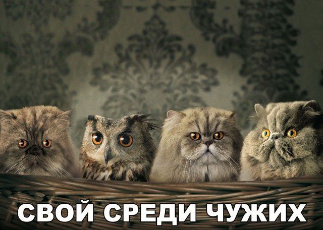 СВОЙ СРЕДИНУЖИХ