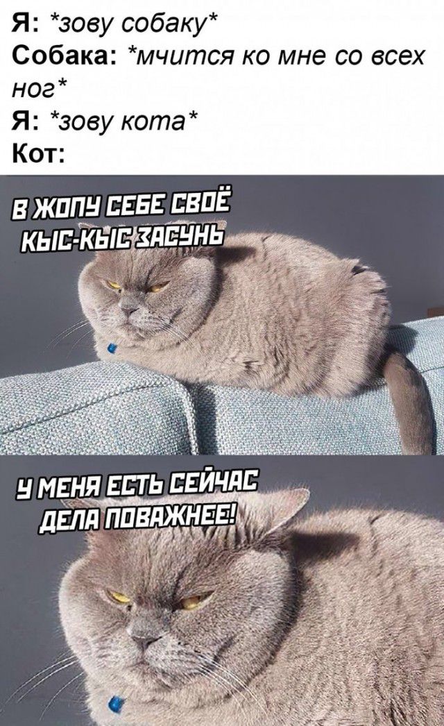 Я зову собаку Собака мчится ко мне со всех ног Я зову кота Кот в жппн ЕЕЕЕЕЁДЁ кып Ёы ЗЁЁЧНЁ