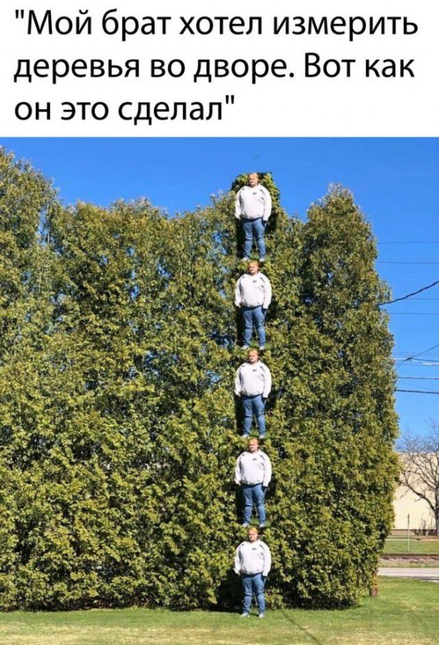 Мой брат хотел измерить деревья во дворе Вот как он это сделал