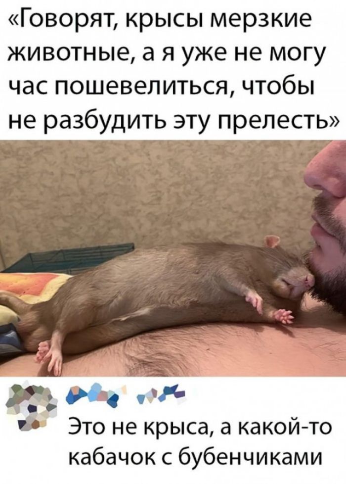 Говорят крысы мерзкие животные а я уже не могу час пошевелиться чтобы не разбудить эту прелесть МБ _ Это не крыса а какои то кабачок с бубенчиками