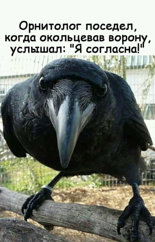 Орнитолог поседел когда окольцевав ворон услышал Я согласна