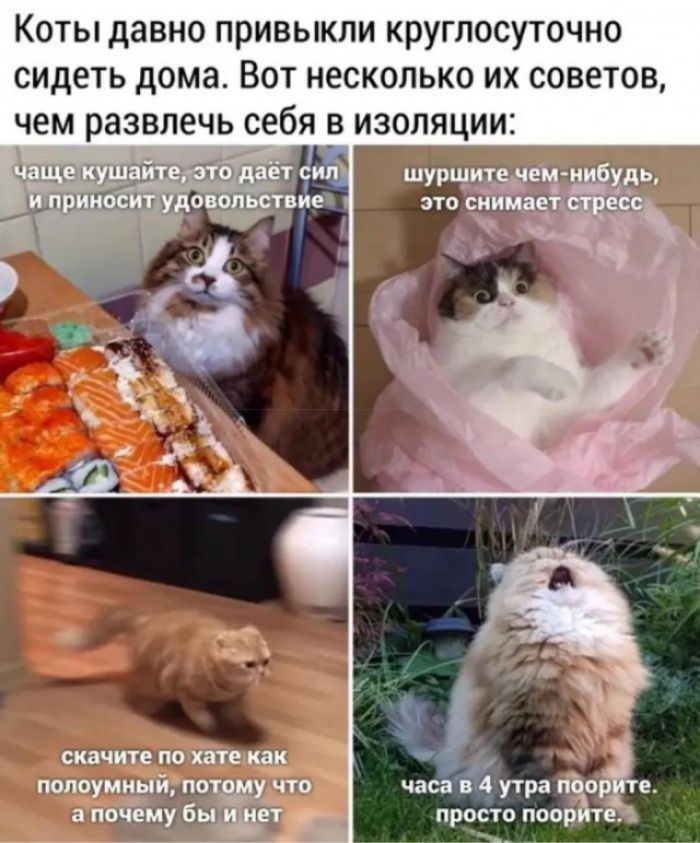 Коты давно привыкли круглосуточно сидеть дома Вот несколько их советов чем развлечь себя в изоляции _ _ г щ часавАутра аЦдТт и простопоо