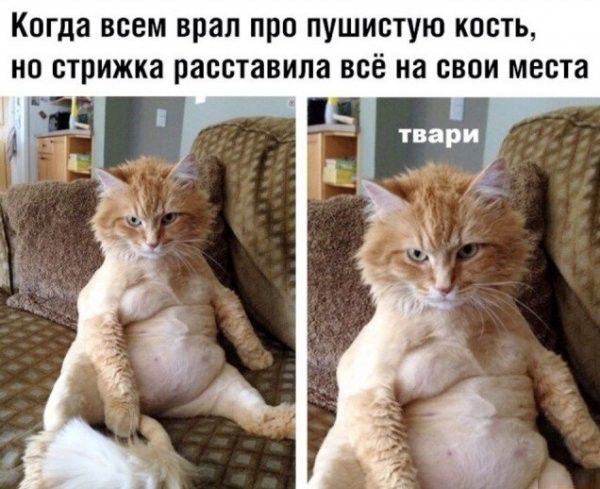 Когда всем врал про пушистую кость но стрижка расставила всё на свои места