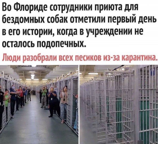 Во Флориде сотрудники приюта для бездомных собак отметили первый день в его истории когда в учреждении не ОСТЗЛОСЬ ПОДОПЕЧНЫХ Люди разобрали всех песиков из за карантина
