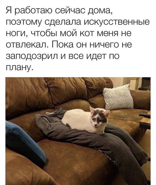 Я работаю сейчас дома поэтому сделала искусственные ноги чтобы мой кот меня не отвлекал Пока он ничего не заподозрил и все идет по плану
