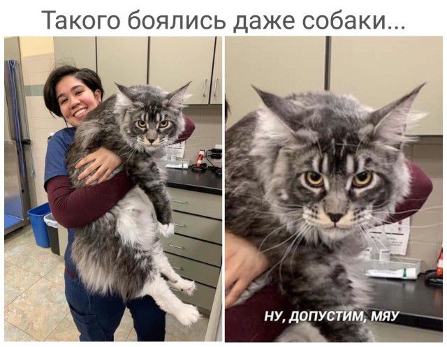 Такого боялись даже собаки
