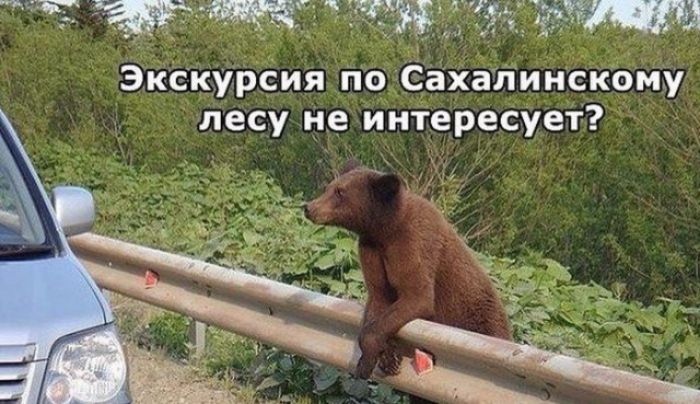 Экскурсия по Сахалинскому лесу не интересует