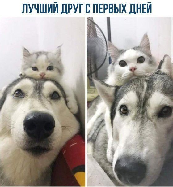 ЛУЧШИЙ ДРУГ С ПЕРВЫХ ДНЕЙ
