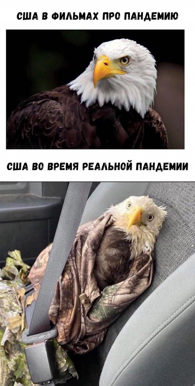США В ФИАЬМАХ ПРО ПАНАЕМИЮ США ВО ВРЕМЯ РЕААЬНОЙ ПАНАЕМИИ