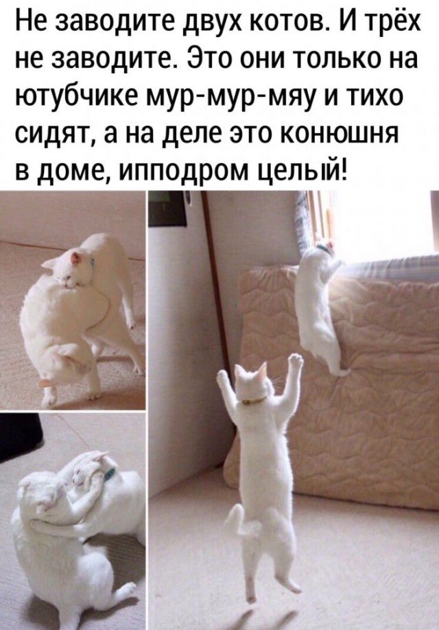 Не заводите двух котов И трёх не заводите Это они только на ютубчике мур мур мяу и тихо сидят а на деле это конюшня в доме ипподром целый