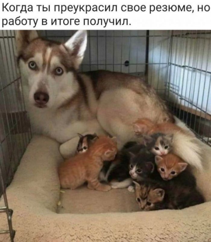 Когда ты преукрасил свое резюме но работу в итоге получил