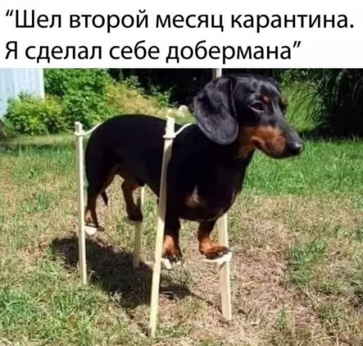 Шел второй месяц карантина Я сделал себе добермана