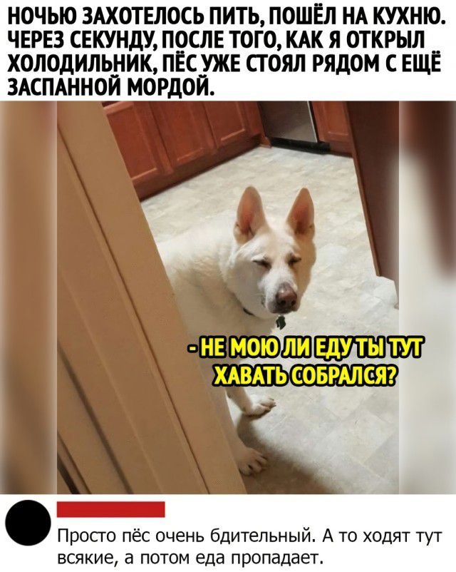 НОЧЬЮ ЗАХОТЕЛОСЬ ПИТЬ ПОШЁЛ НА КУХНО ЧЕРЕЗ СЕКУНДУ ПОСЛЕ ТОГО КАК Я ОТКРЫЛ ХОЛОДИЛЬНИК ПЕС УЖЕ СГ ОЯЛ РЯДОМ С ЕЩЕ ЗАСПАННОЙ МОРДОЙ Просго пёс очень бдительный А то ходят тут всякие а потом еда пропадает