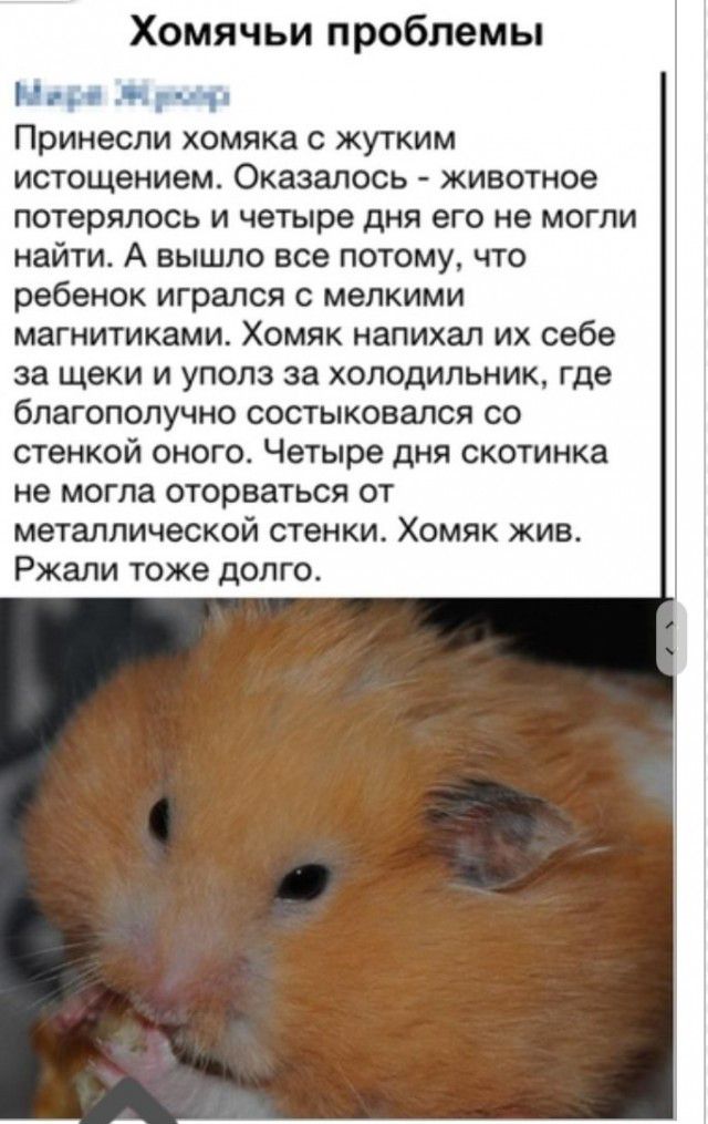 Хомячьи проблемы С Принесли хомяка с жутким истощением Оказалось животное потерялось и четыре дня его не могли найти А вышло все потому что ребенок игрался с мелкими магнитиками Хомяк напихал их себе за щеки и уполз за холодильник где благополучно состыковался со стенкой оного Четыре дня скотинка не могла оторваться от металлической стенки Хомяк жив Ржали тоже долго