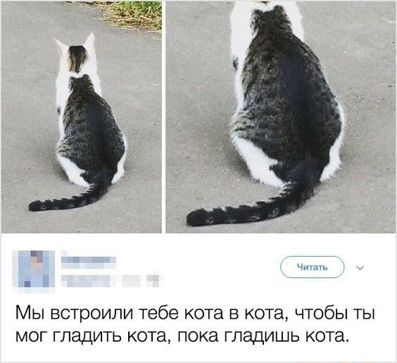 МЫ встроили тебе кота Е КОТЭ ЧТОбЫ ТЫ МОГ ГЛЭДИТЬ кота пока ГПЗДИШЬ кота