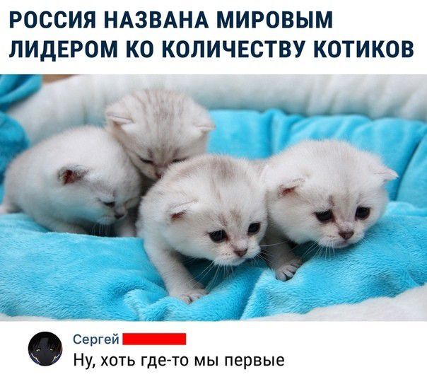 РОССИЯ НАЗВАНА МИРОВЫМ ЛИДЕРОМ КО КОЛИЧЕСТВУ КОТИКОВ Сергей _ Ну ХОТЬ ГДЁТО мы Первые