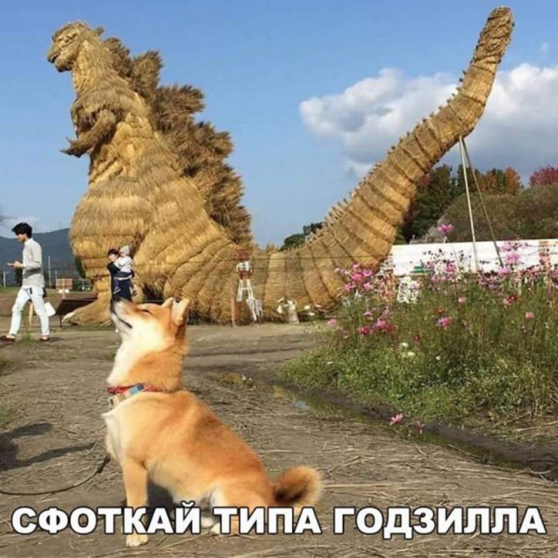 ц А тіи СфощАи типъд годзиплд