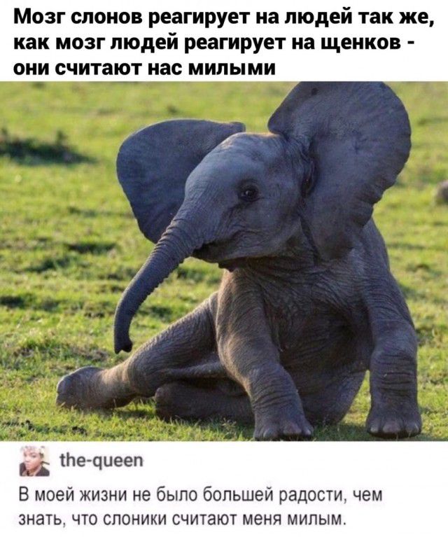 Мозг слонов реагирует на людей так же как мозг людей реагирует на щенков они считают нас милыми Ше чиееп В моей жизни не было большей радости чем знать что слоники считают меня милым