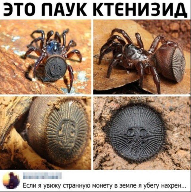 ЭТО ПАУК КТЕНИЗИД Если я увижу странную монету в земле я убегу нахрен