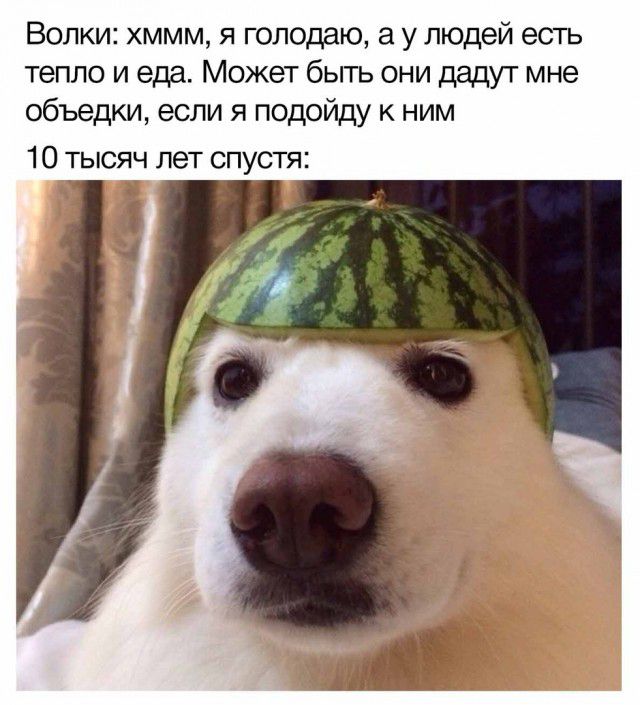 Волки хммм я голодаю а у людей есть тепло и еда Может быть они дадут мне объедки если я подойду к ним 10 тысяч лет спустя