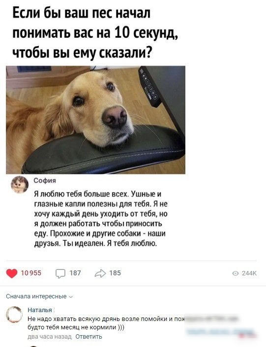 Если бы ваш пес начал понимать вас на 10 секунд чтобы вы ему сказали Софии Я люблю тебя больше всех Ушные и глазные капли полезны для тебя Я не хочу каждый деиь уходить от тебя но я движек работать чтобы приипсить еду Прпхвжие и другие собаки иаши друзья Ты идеален я тебя люблю 10955 пп 5155 Сначала интересные Наталья не надо хватать всякую дрянь возле пемойки и пои будто тебя месяц не кармипи азц