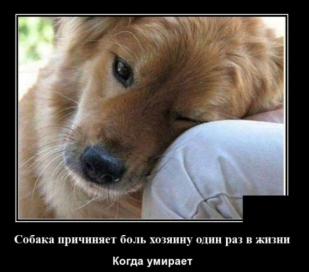 обяка причиняет боль хозяину один раз в жизни Когда умирает