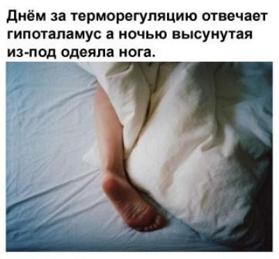 днём за тврморвгупяцию отвечает гипоталамус а ночью высунутая из под одеяла ногат