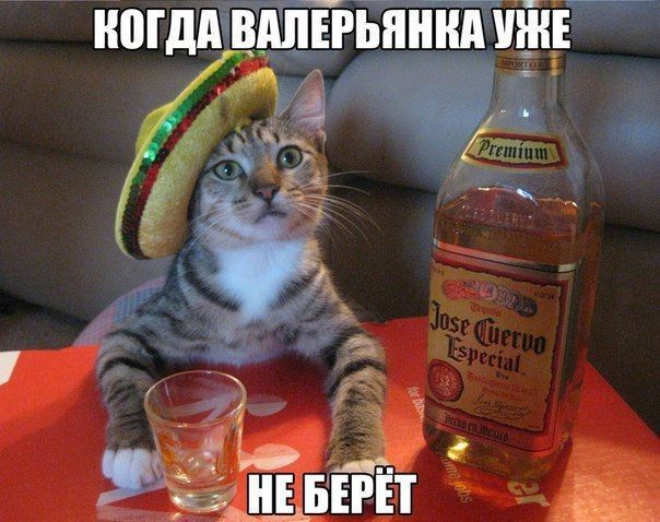 ИШДШГдпвгьтнипжвт г