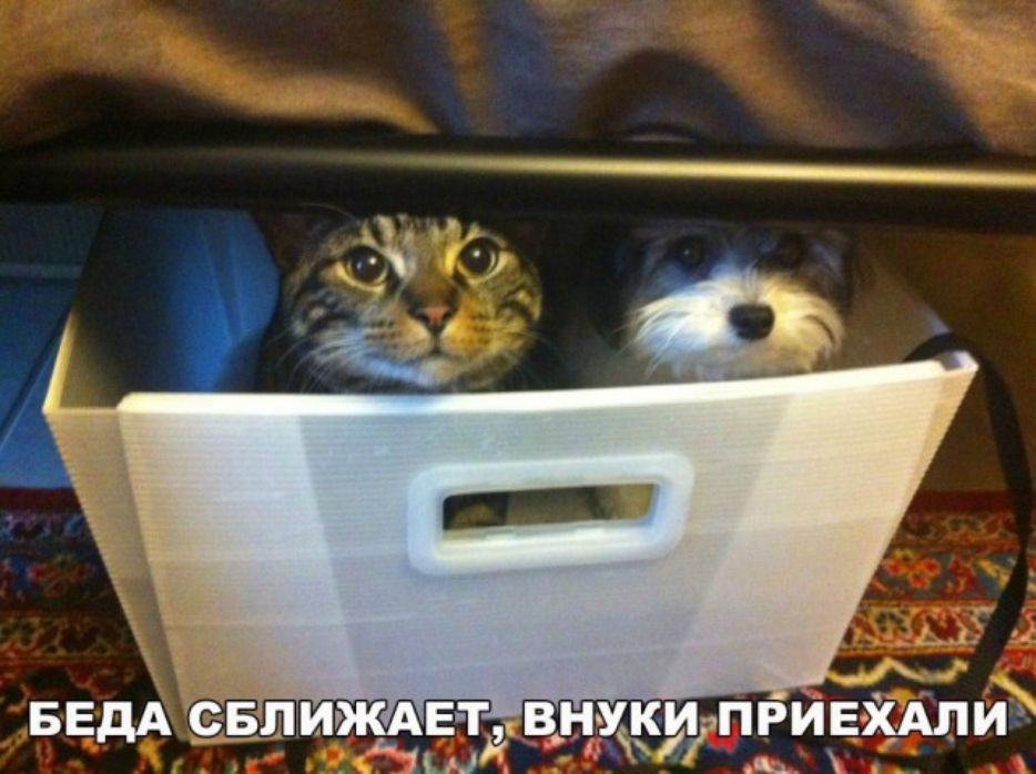 чПРИЕХАЛИ