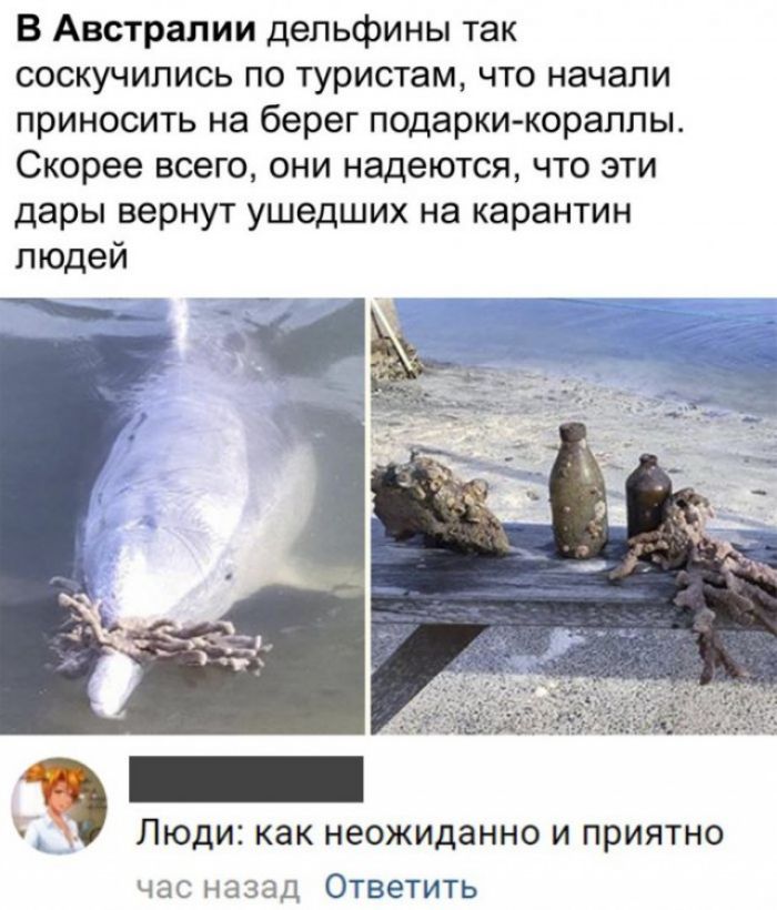 В Австралии дельфины так соскучились по туристам что начали приносить на берег подарки кораллы Скорее всего они надеются что эти дары вернут ушедших на карантин людей Ь 3 люди как неожиданно И ПРИЯТНО ЧЭС назад ОТВЕТИТЬ