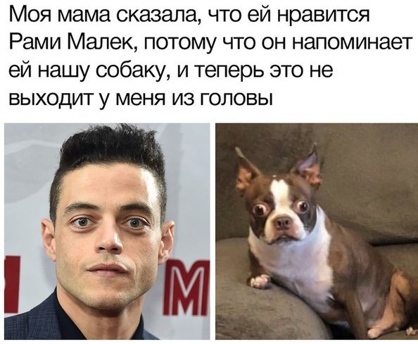 Моя мама сказала что ей нравится Рами Мапек потому что он напоминает ей нашу собаку и теперь это не выходит у меня из головы