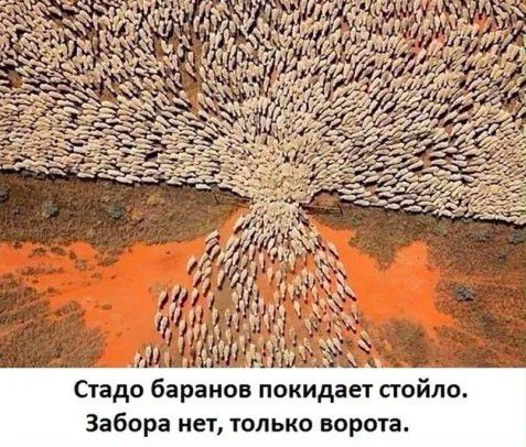 ТОЛЬКО ВОРОТЗ Забора нет л л и о п а а д и к о п в о и а Р а б о м т С