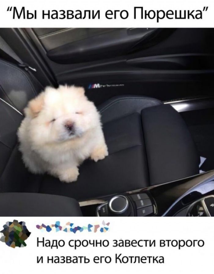 Мы назвали его Пюрешка Надо срочно завести второго и назвать его Котлетка