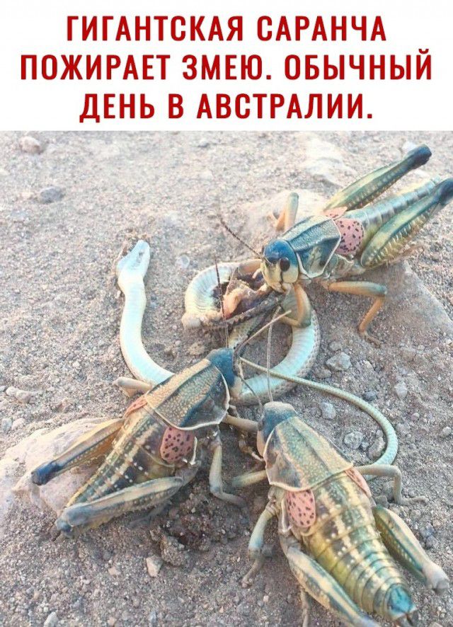 ГИГАНТСКАЯ САРАНЧА ПОЖИРАЕТ ЗМЕЮ ОБЫЧНЫИ ДЕНЬ В АВСТРАЛИИ у