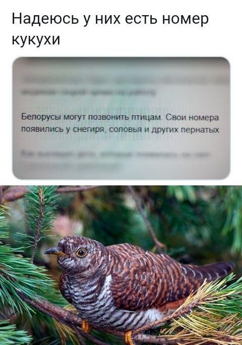 Надеюсь у них есть номер кукухи _ Белорусы могут шпионить птицам Свои номера появились у шегиря соповья и друшх пернатых
