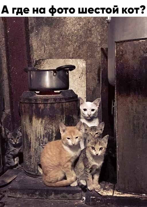 А где на фото шестой кот _